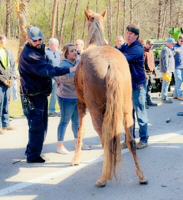 Veterinarian Dr. Joey Massey (right) administered aid at the scene to save the horse's life.